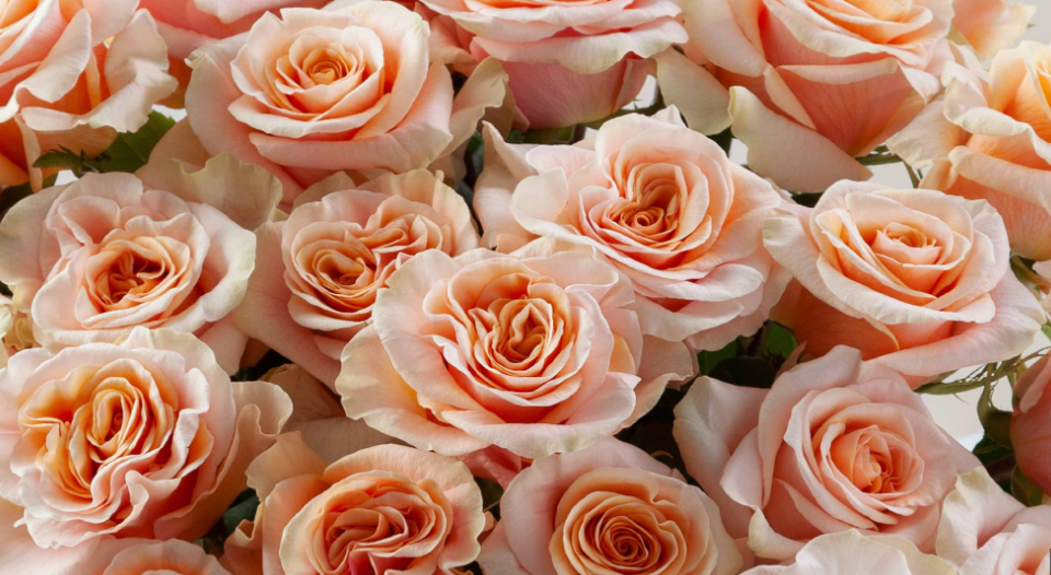 Una docena de rosas rojas