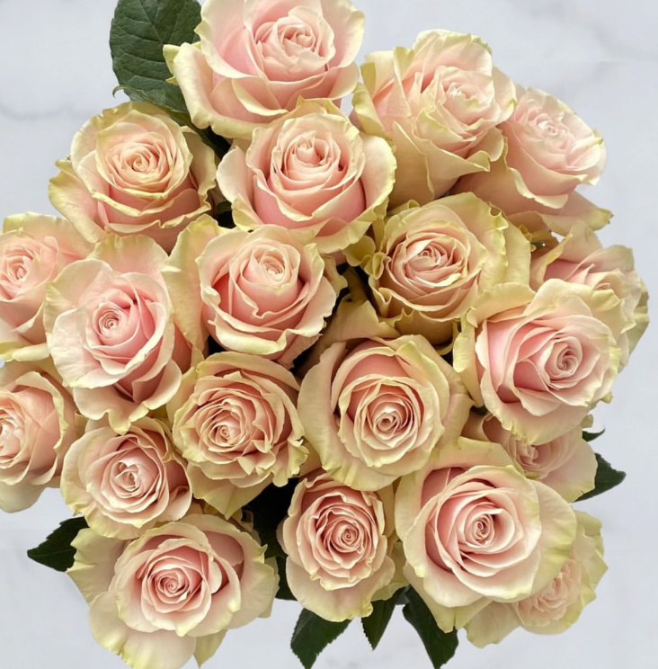 Una docena de rosas rojas